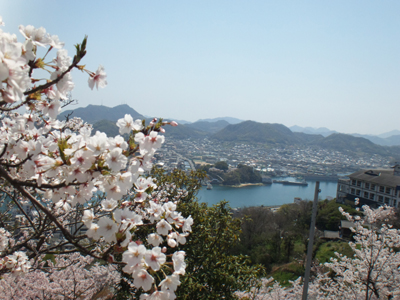 千光寺　桜.jpg